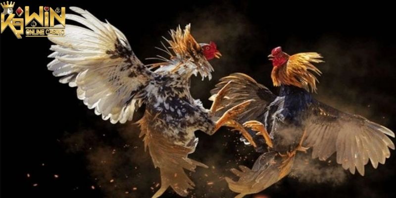 Người chơi có thể cược thắng thua khi tham gia đá gà cựa dao